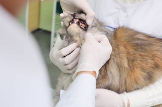 Epidemiologie der parodontalen Erkrankung bei älteren Katzen
